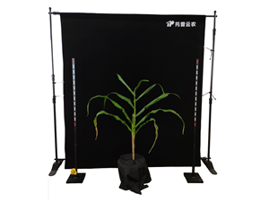 玉米株型分析系統(tǒng)TPMT-X-1操作視頻